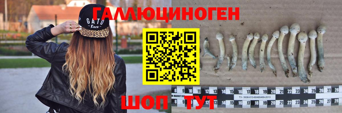 Юрга  Псилоцибиновые грибы Psilocybine cubensis  Вход с VPN 